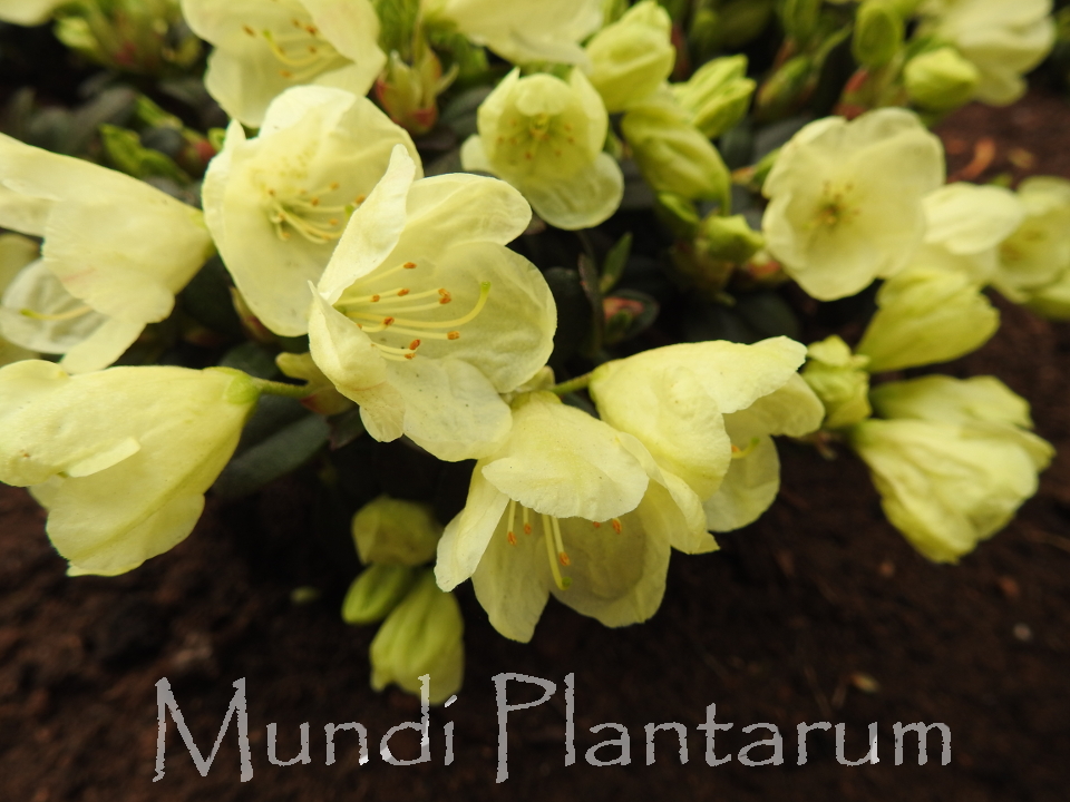 Rhododendron Campylogynum Lilly Bell Yellow Mundi Plantarum